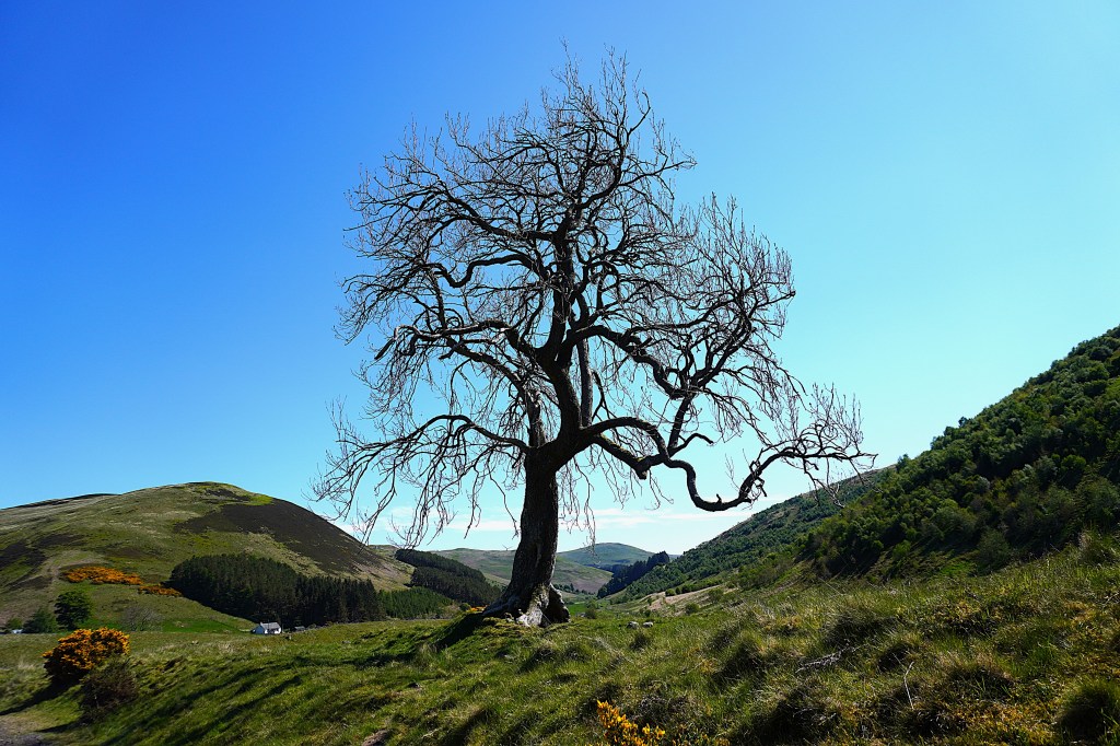 tree on a hill